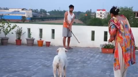 DOG PLAY CRICKET