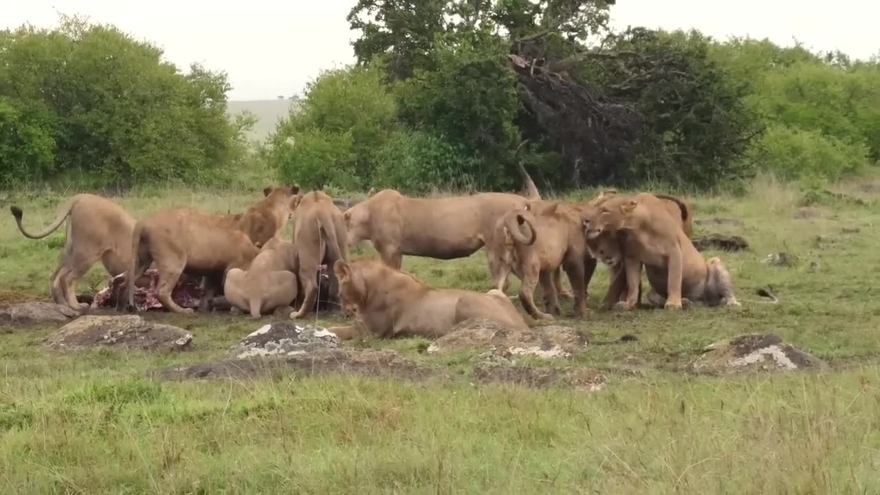 Lion vs Hyena || lion killing hyena's clan || best moment of animals battle
