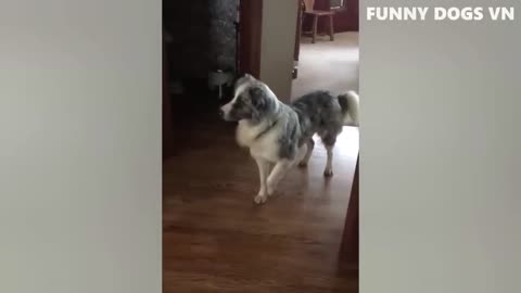 funniest animal videos dogs and cats