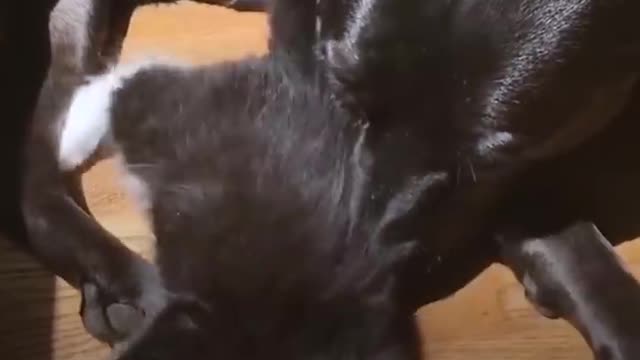 Pit Bull Who Misses Her Cat Falls In Love With Foster Kittens - ZUCA | The Dodo