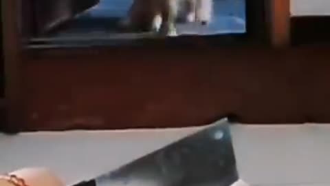 Funny clips of dogs