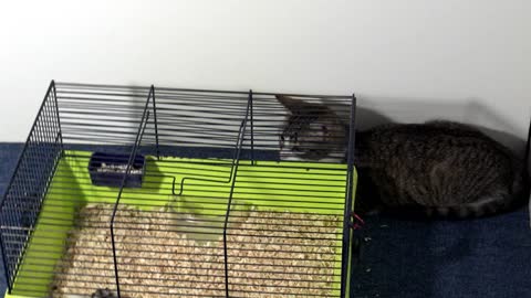 Cat Killer Instincts