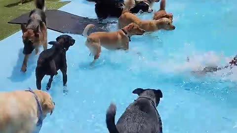 Pool Day for the Pups || ViralHog
