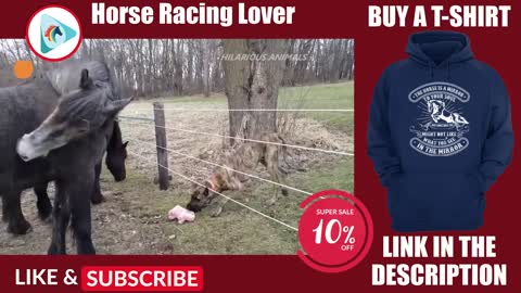 Best Funny Horse Videos