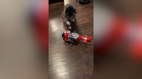 OMG!!!VIRAL FUNNY CATS