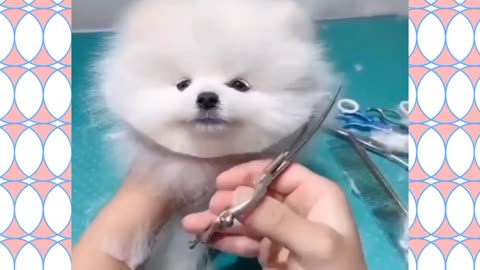 pet haircut & cuteness overloaded 🐕🥺