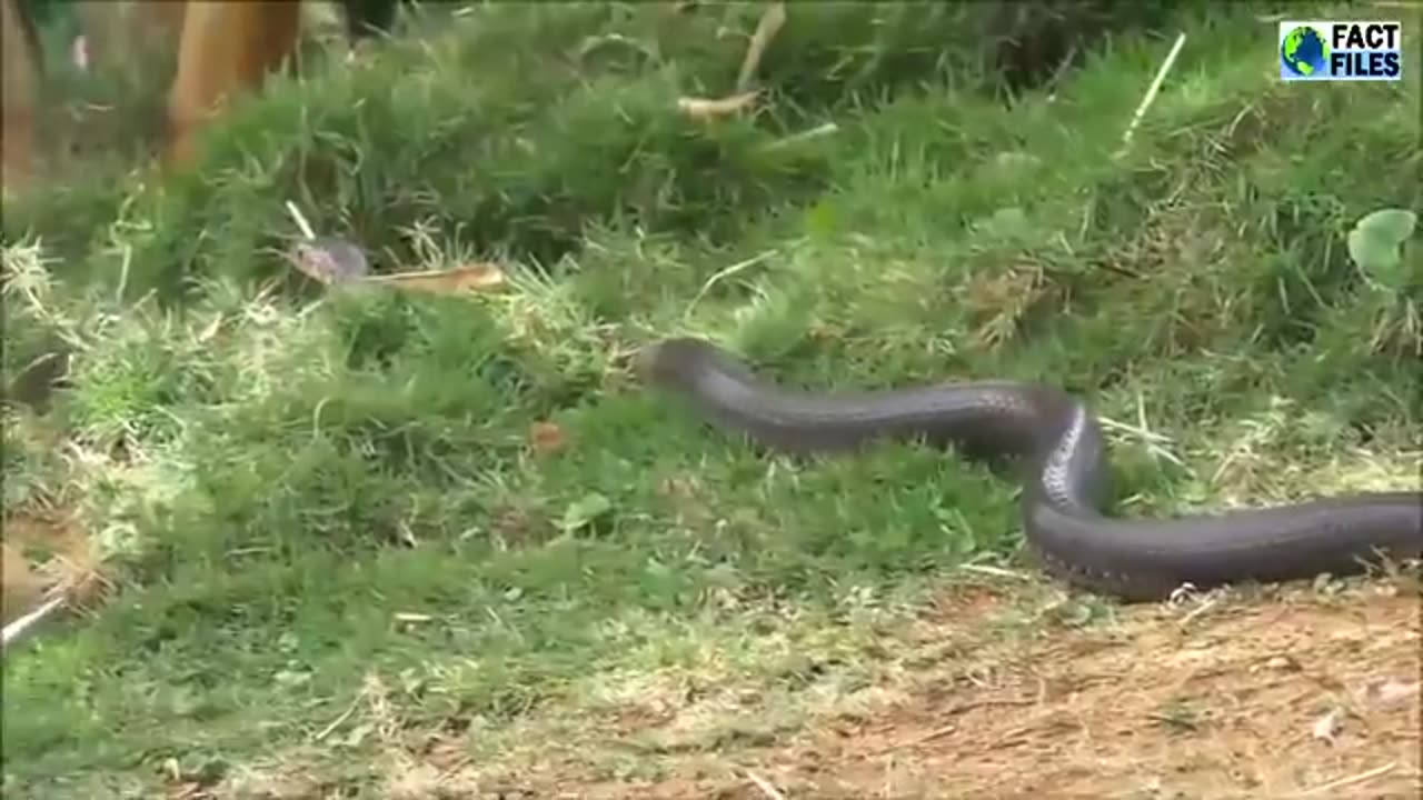 Snake Changing Skin