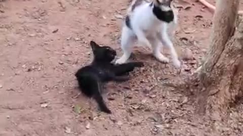 Cat training Kitten I What is the cutest kitten #viral #shortsvideo