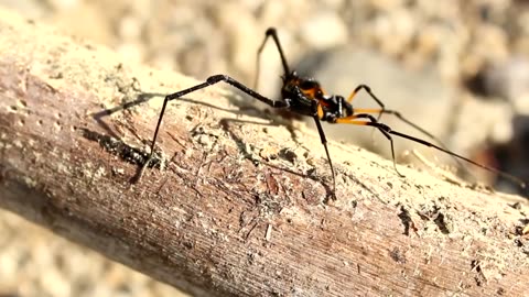 Spiders videos for Kids Spiders Video 2023