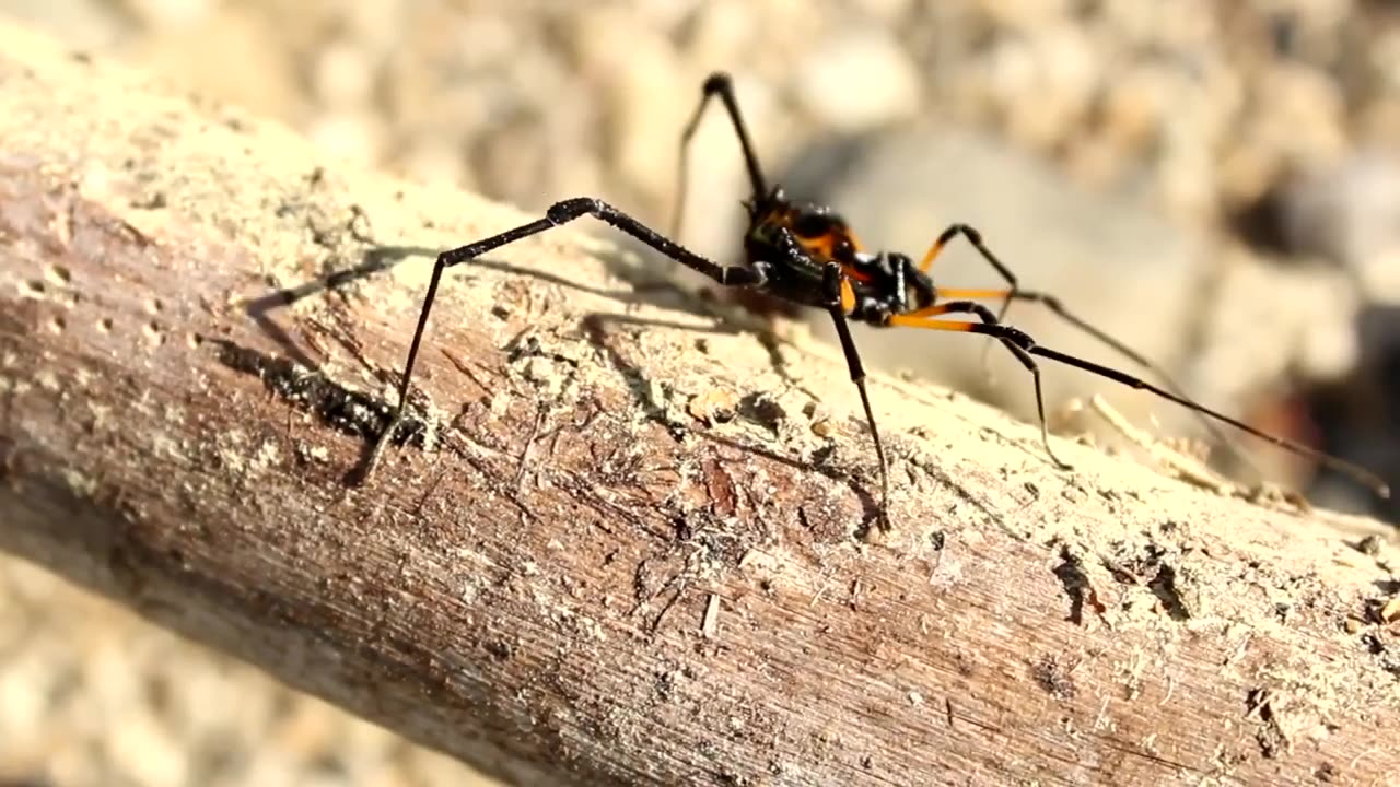 Spiders videos for Kids Spiders Video 2023
