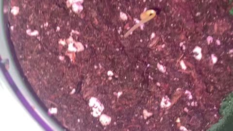 Medical grow 15 plants in seedling