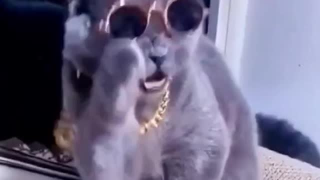 There are two sanctuaries in a miserable life, one is music, the other is the cat