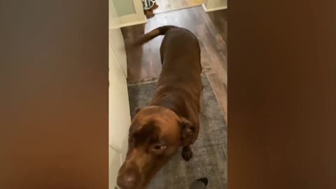 Funniest Animal Video