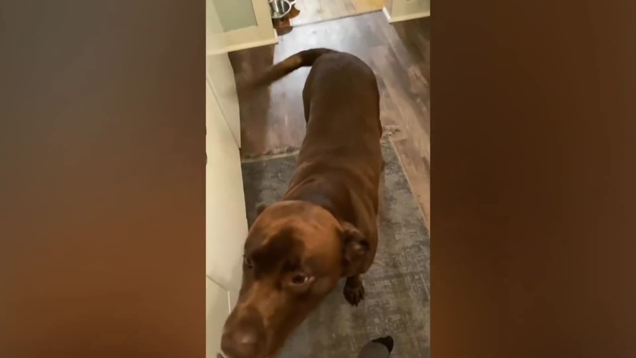Funniest Animal Video