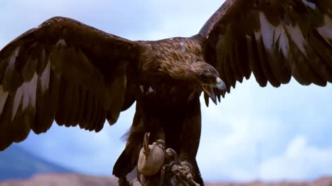 BALD EAGLE VS GOLDEN EAGLE - Which is more powerfull