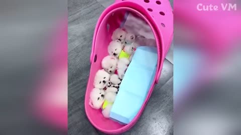 Cute Pomeranian Puppies Doing Funny Things | Cute and Funny Dogs