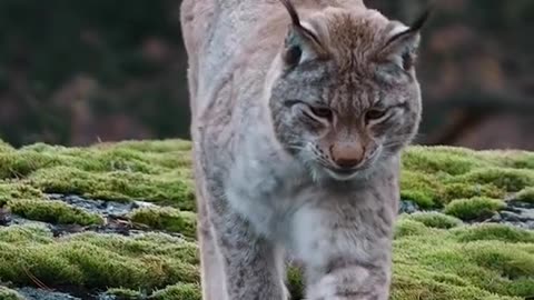 OMG 😱 big cat 😺