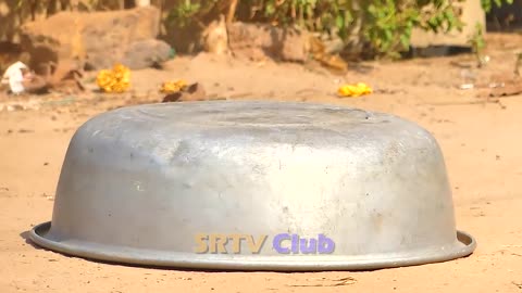 Aluminum Box vs Prank Dog Very Funny - Must Watch Funny Comedy New Prank With Try To Stop Laugh