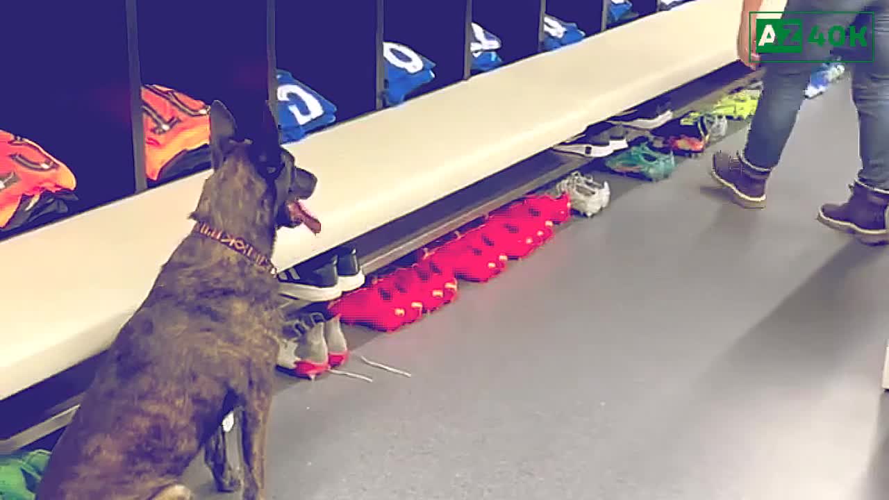 Police Sniffer Dog Inspect Chelsea Dressing Room in RB Salzburg