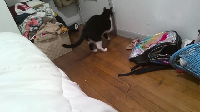 Lovely cat, open the door and go out by himself