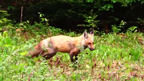 Red Fox