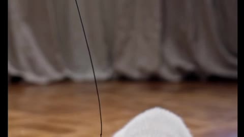 Cutiee Kitten play with fishing pole toy