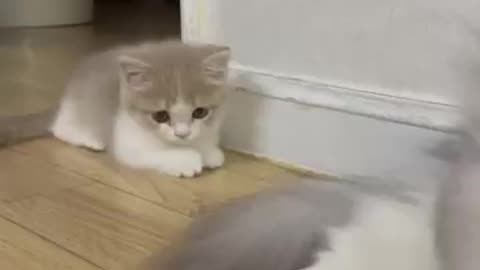 cute kitten playing with cat mom 🐈❤️#shorts #cat #kitten
