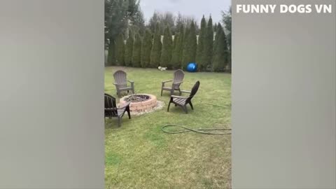 Funniest Animals Videos 2023 😍 Funniest Dogs And Cats 🐱🐶 #34