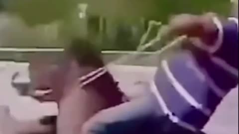 Donkey