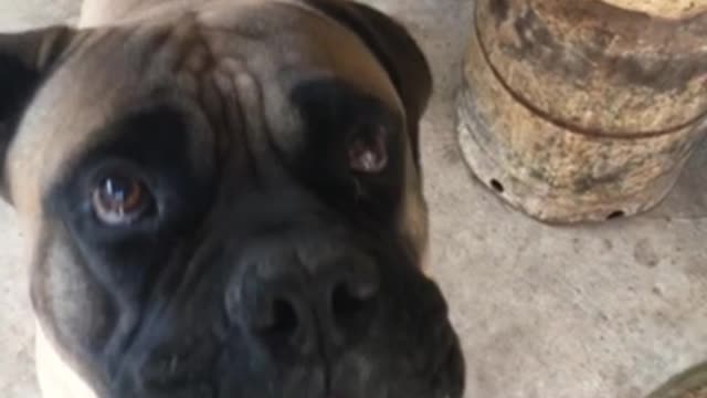 Mastiff Inhales Pancake!