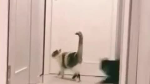 OMG So Cute Cats ♥ Best Funny Cat Videos 2021