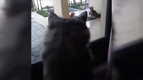 Cute Cats Compilation #1