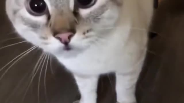 A kitten without angel care.