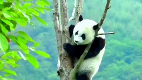 Lovely giant panda, come and have a look