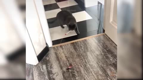 Baby Cats - Cute and Funny Cat Videos Compilation 2022