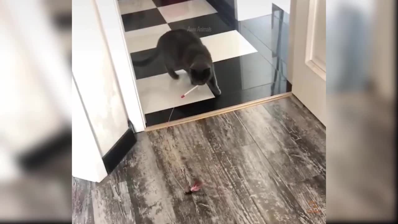 Baby Cats - Cute and Funny Cat Videos Compilation 2022