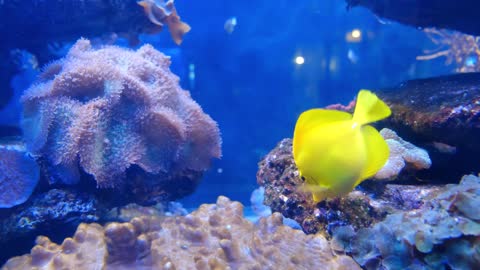 Colourful marine fish