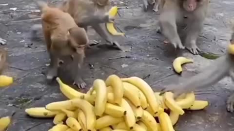 Monkey eating banana (26)