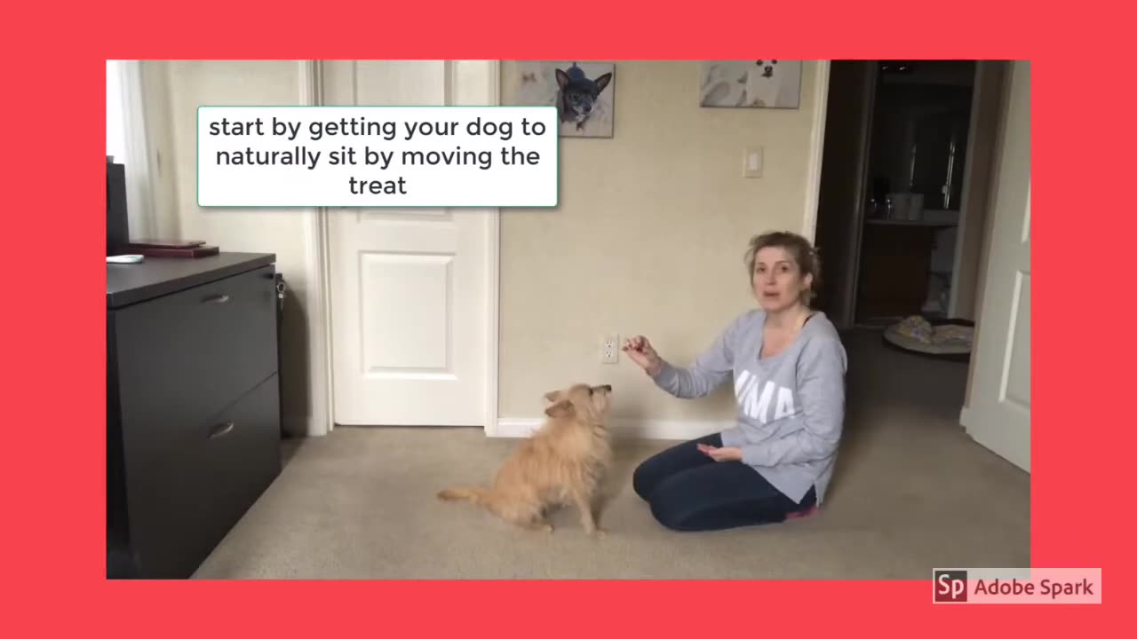 How to TRAIN your Dog To Sit - Dog Training Videos For Beginners