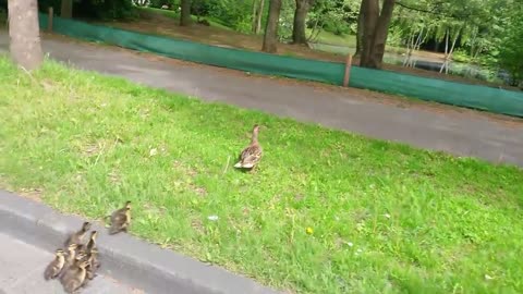 Saving a duck family crossing a busy street in Cologne
