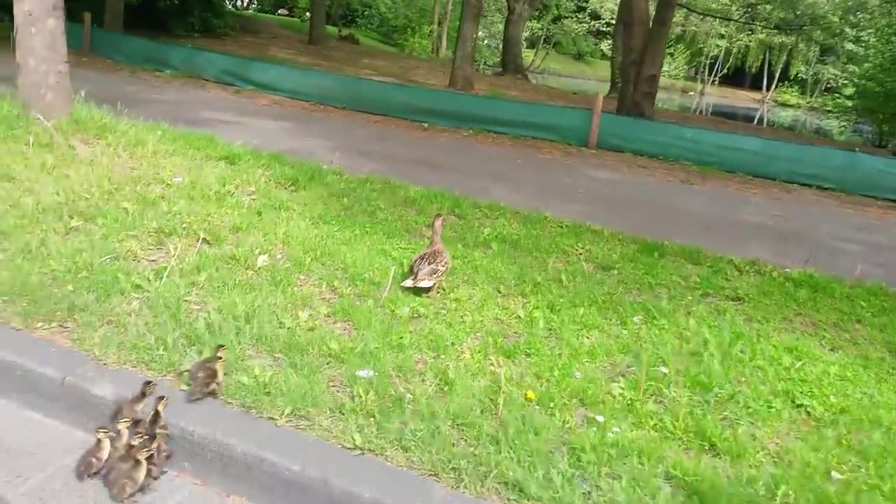 Saving a duck family crossing a busy street in Cologne