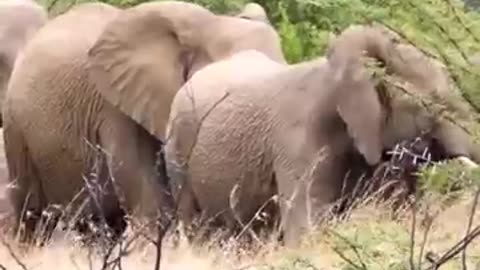 Learn about elephant