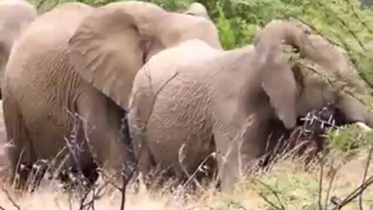 Learn about elephant