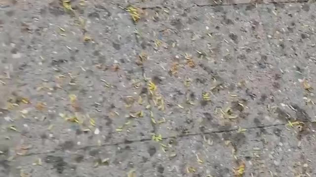 5G killing Bees in Brussels