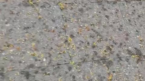 5G killing Bees in Brussels