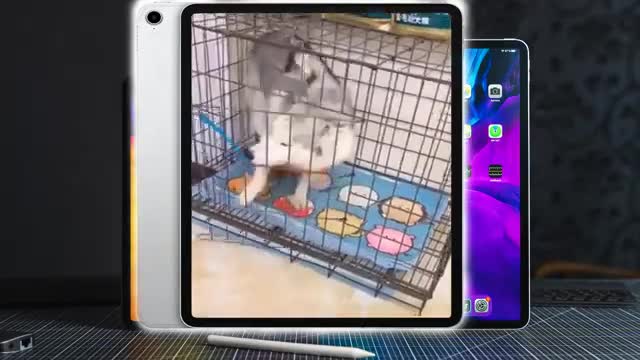 Funny Cats Try Not To Laugh 🙄🐺