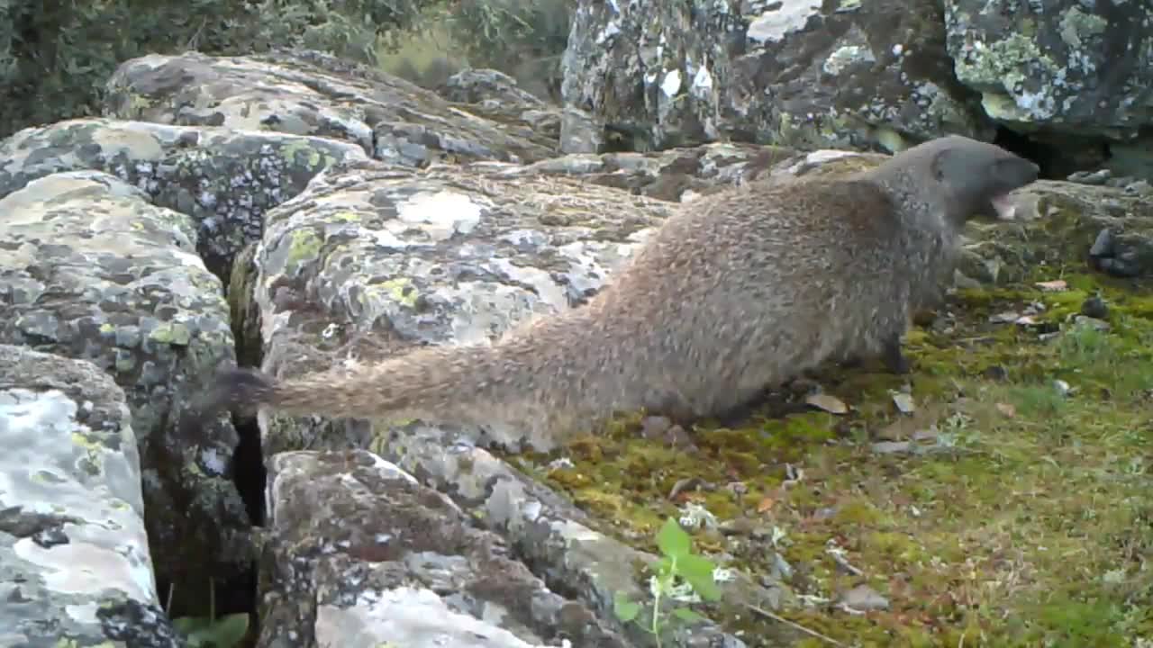 Sacarrabos | Egyptian Mongooses | Meloncillos