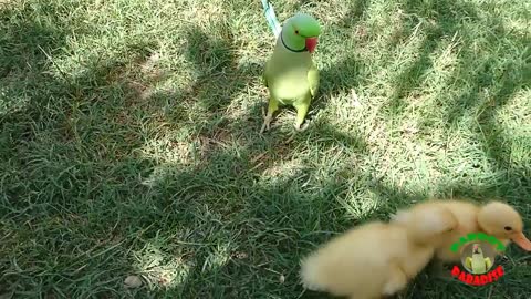 Parrot Greet Ducklings