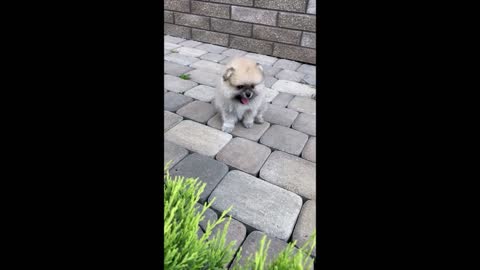 NEW Funny Dog Videos 2022 Part No1