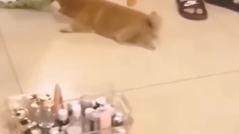 Cat fany video clips vs dog fany clips videos